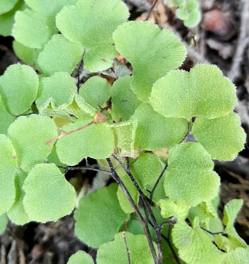 Adiantum scabrum leaf