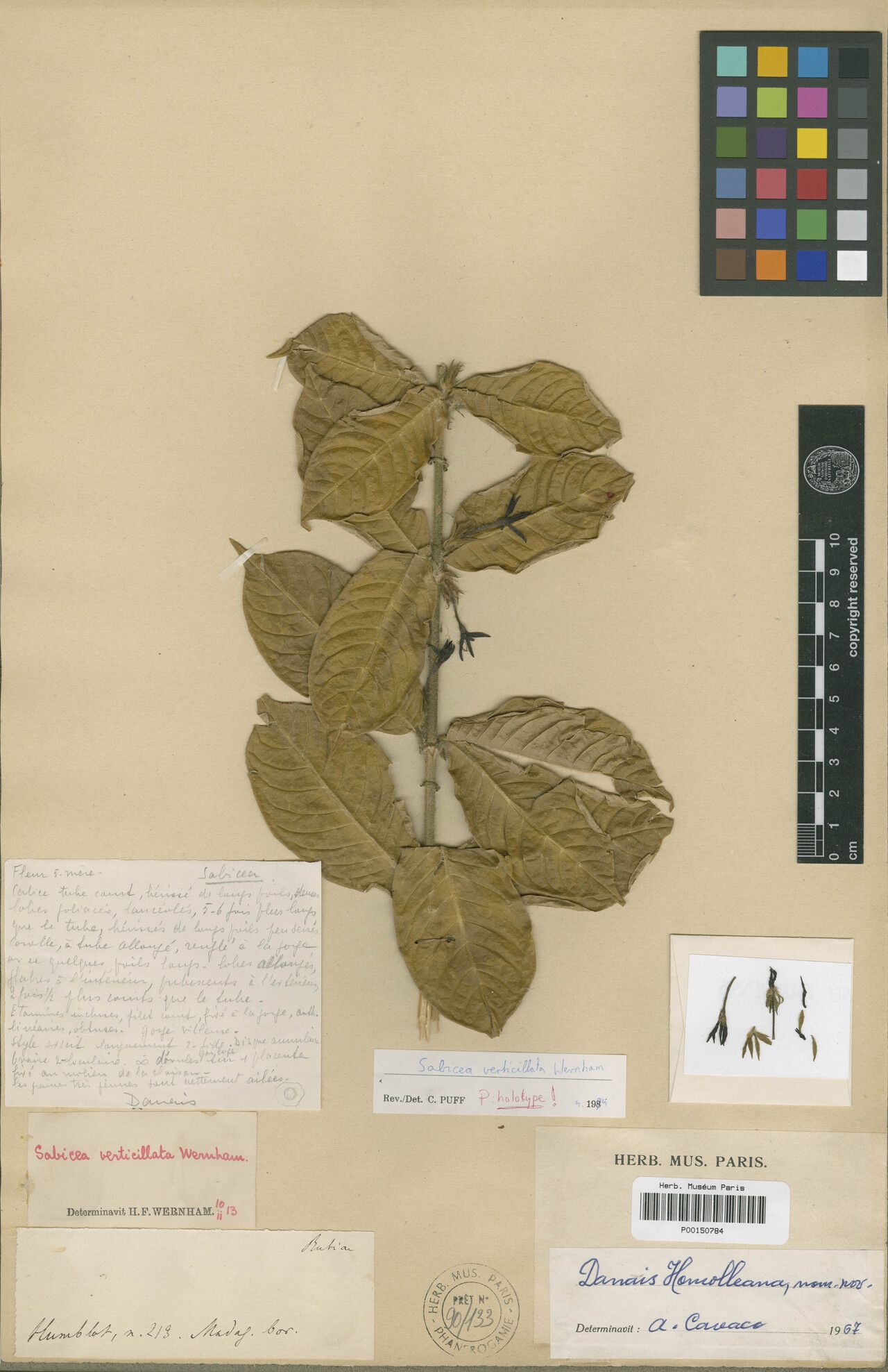 Sabicea verticillata — houseplant care guide