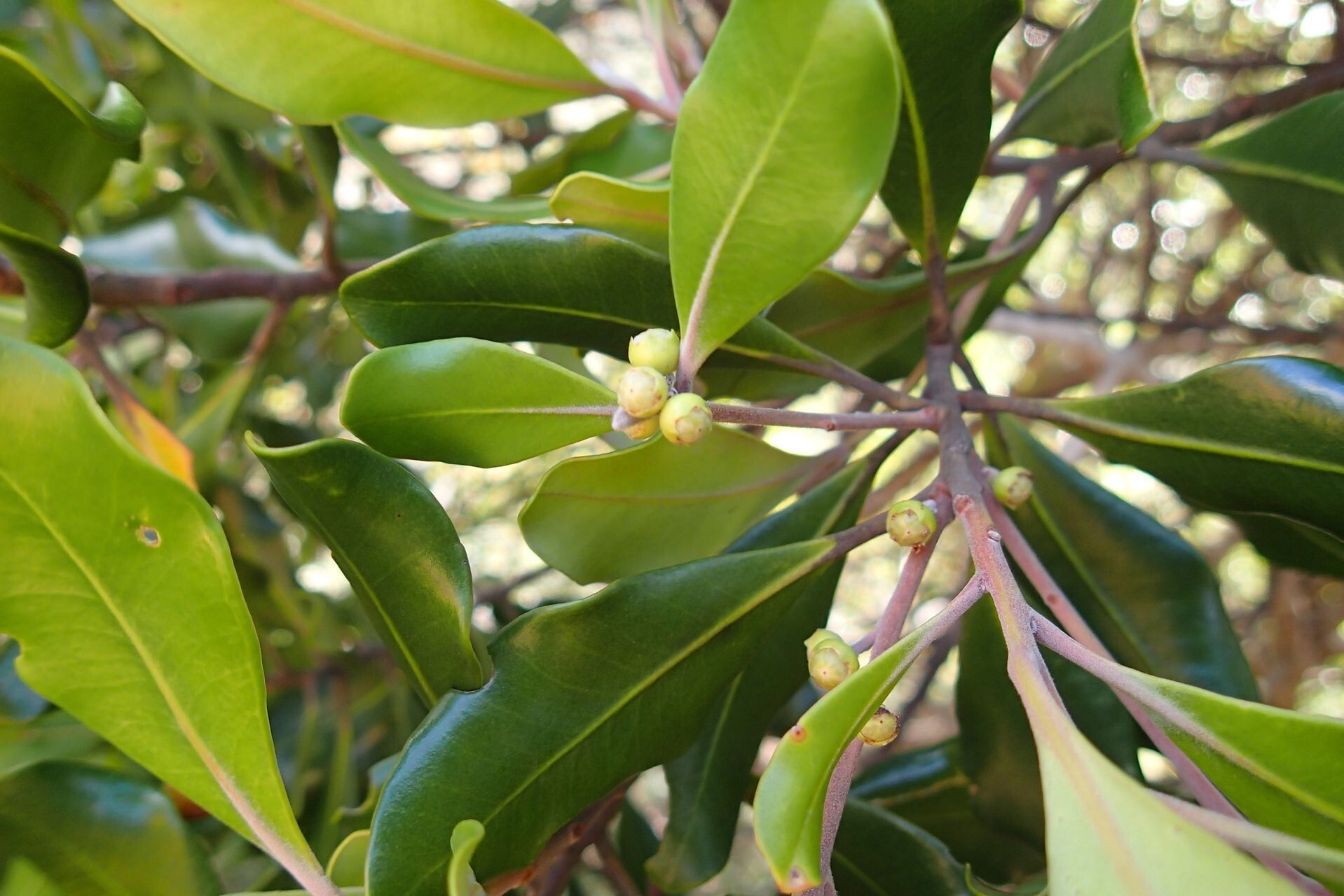 Tristaniopsis capitulata — related species from the same genus