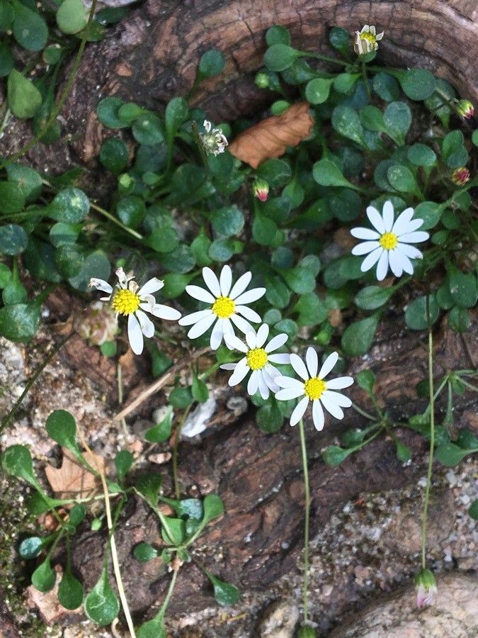 Bellium bellidioides flower