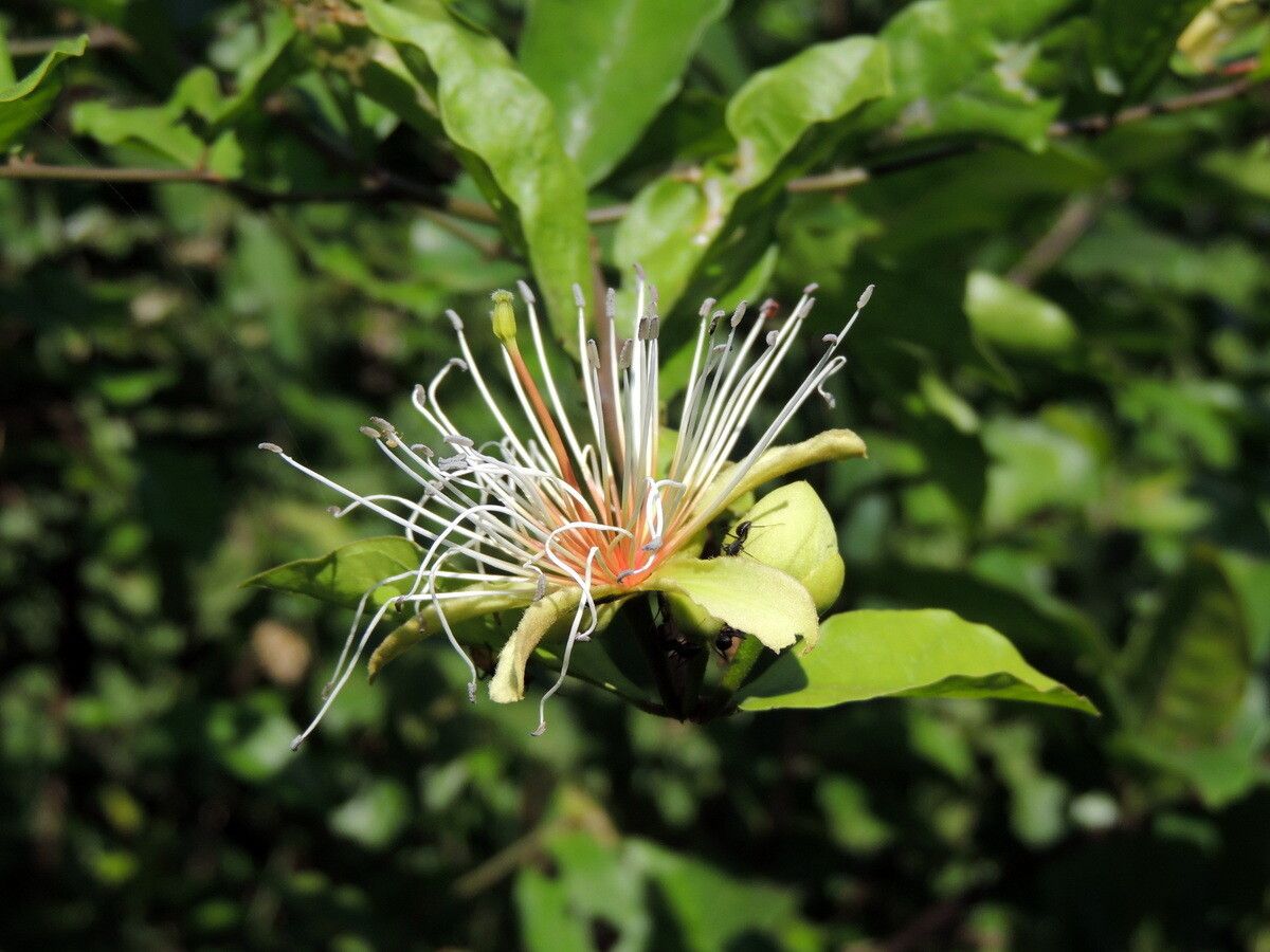 Capparis erythrocarpos — search result for 'Capparis'