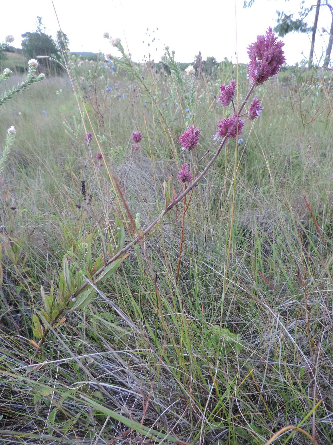 Aeollanthus engleri habit