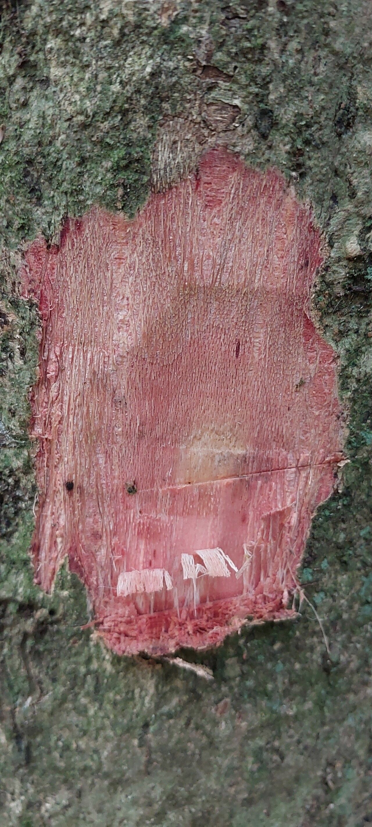 Sterculia rhinopetala bark