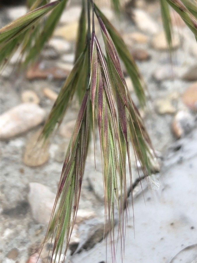 Bromus diandrus fruit