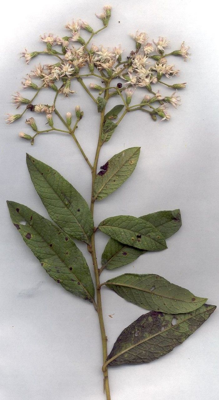 Vernonanthura patens other