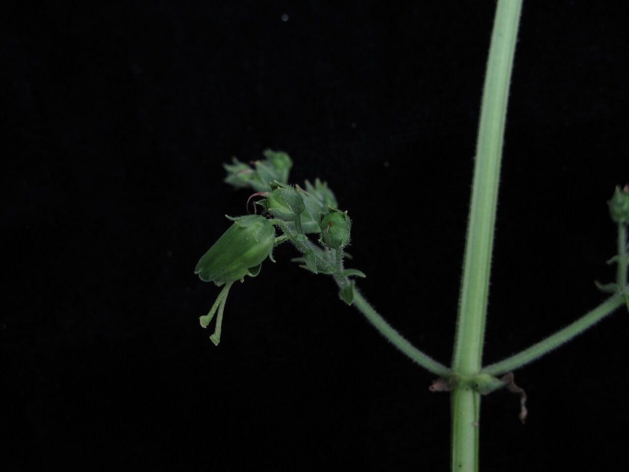 Scrophularia elatior habit