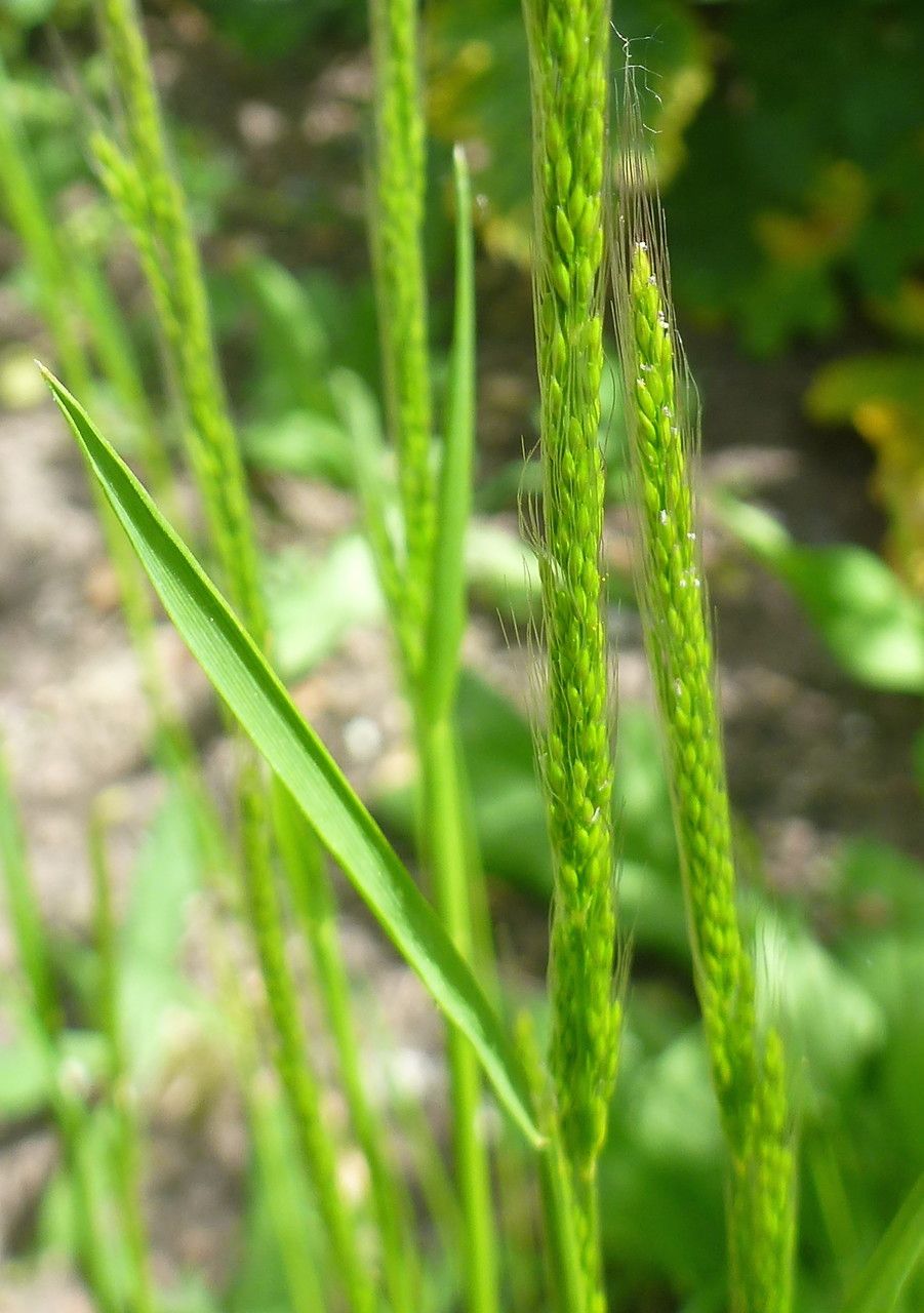 Apera interrupta — related species from the same genus