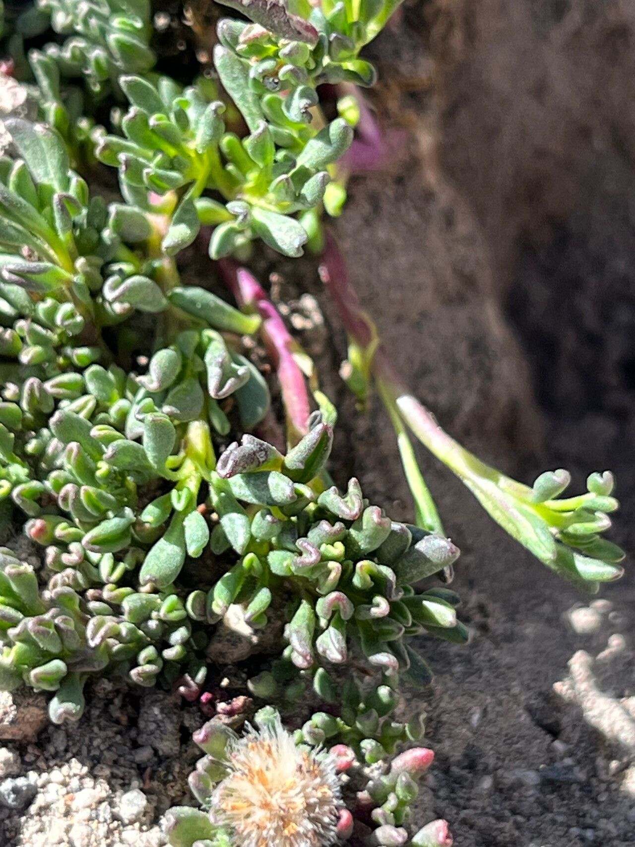 Senecio melanandrus — houseplant care guide