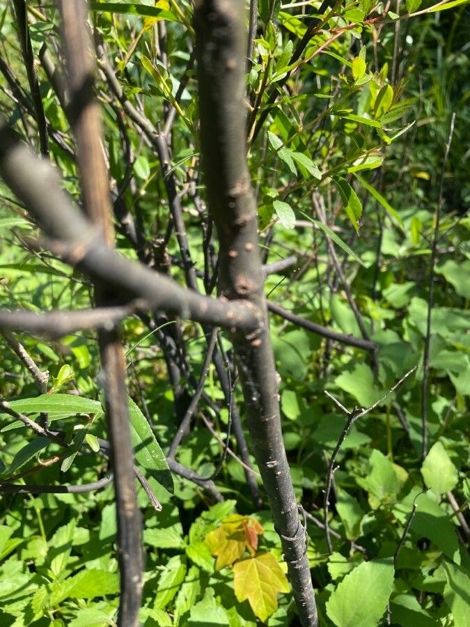 Salix eriocephala bark