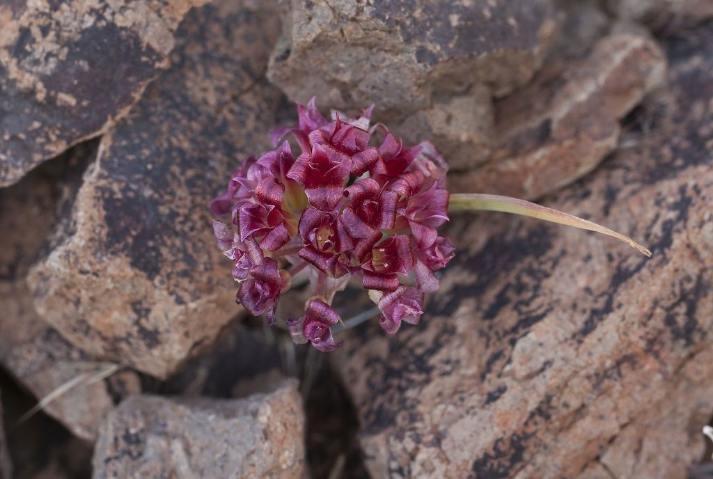 Allium shevockii flower