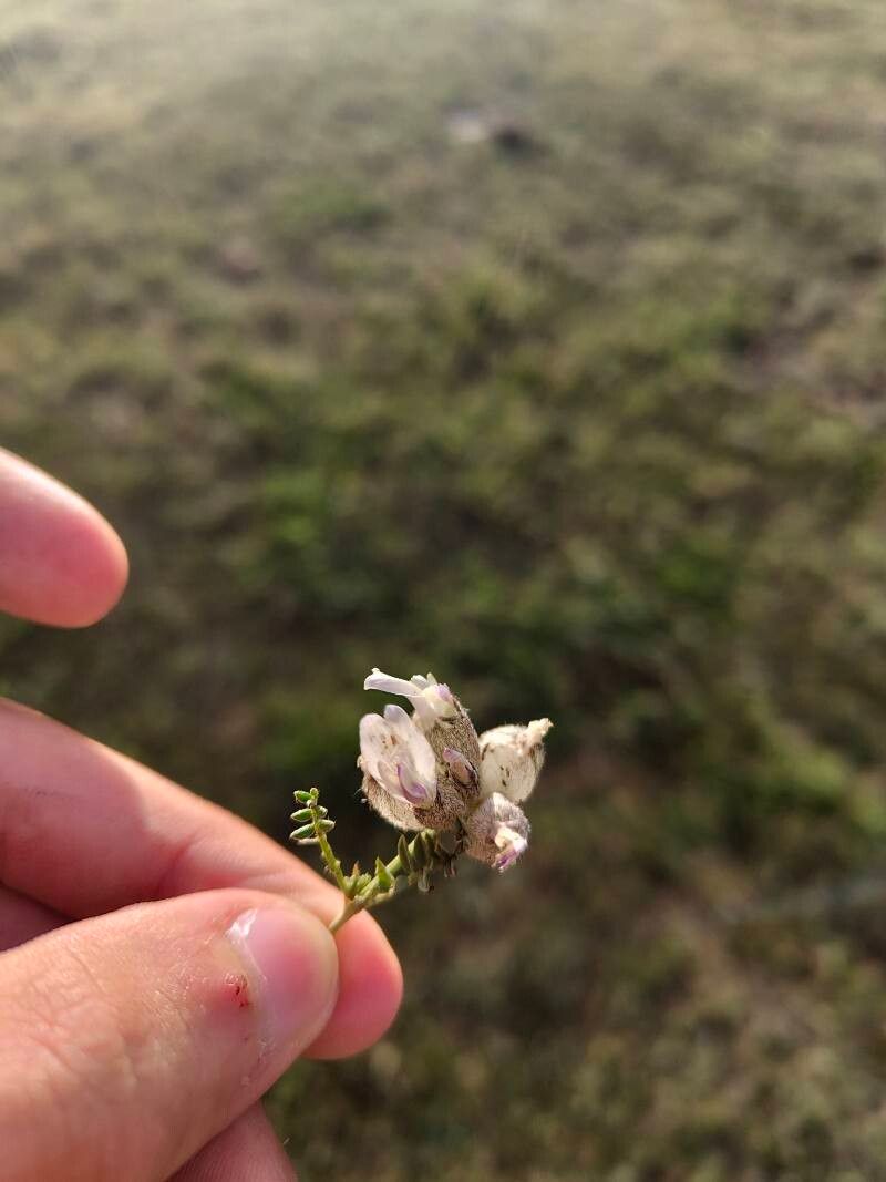 Astragalus beketowii — houseplant care guide