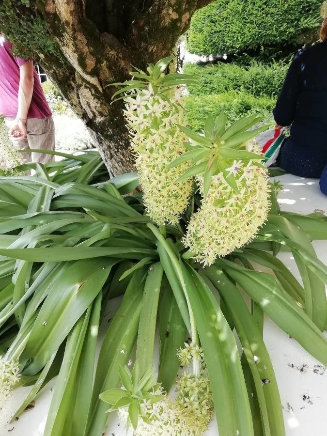 Eucomis comosa habit