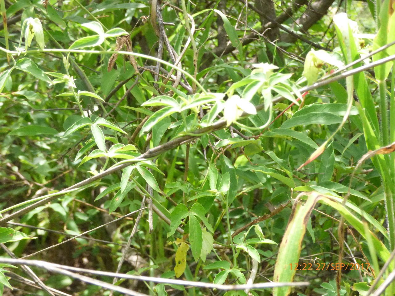 Dalechampia scandens habit
