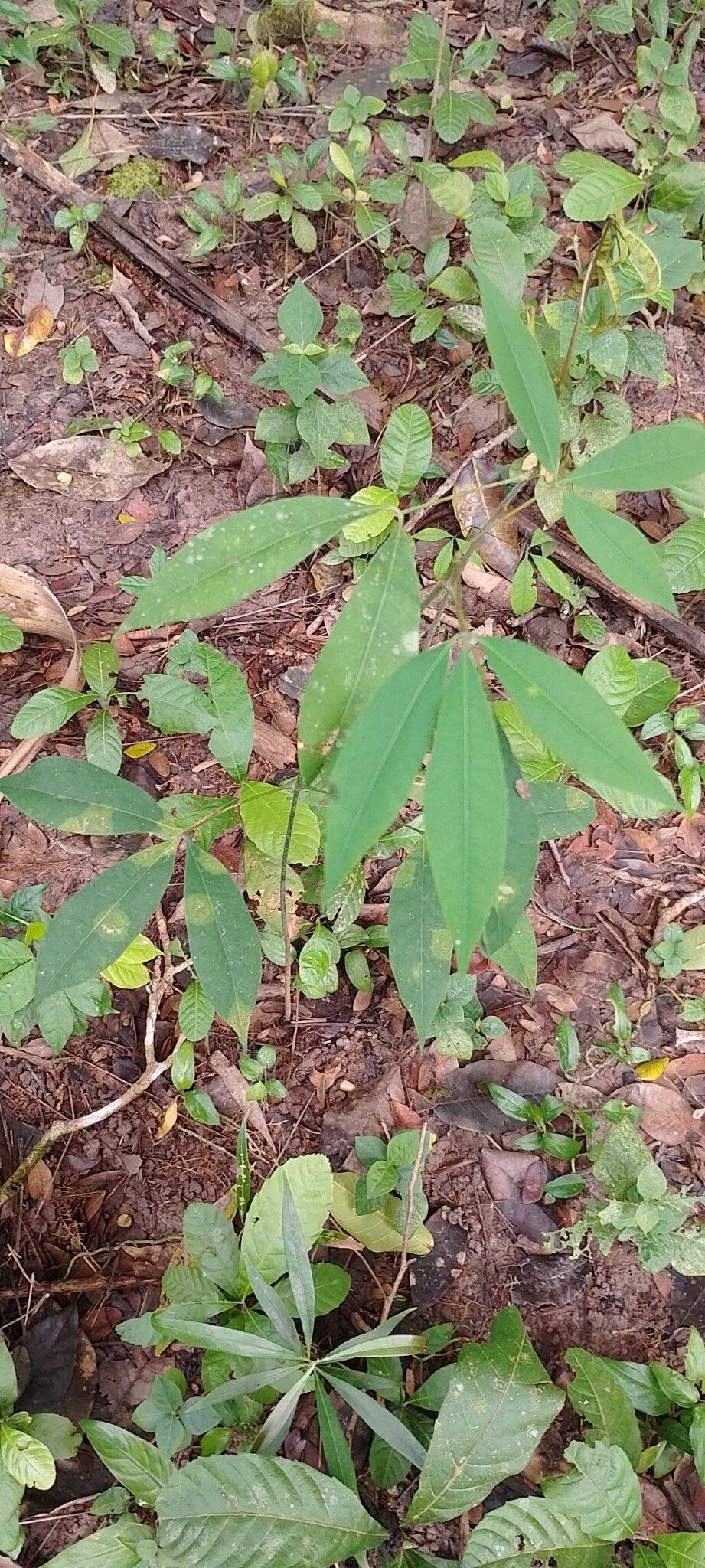 Hevea pauciflora leaf