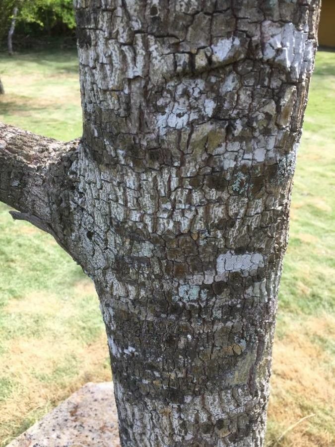 Pouteria sapota bark