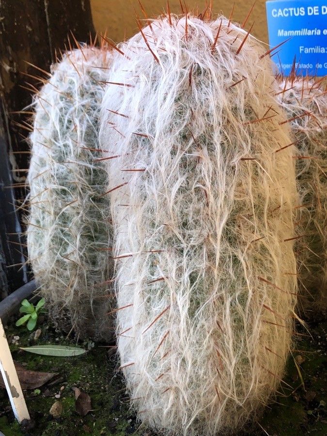 Oreocereus trollii — search result for 'Cactaceae'