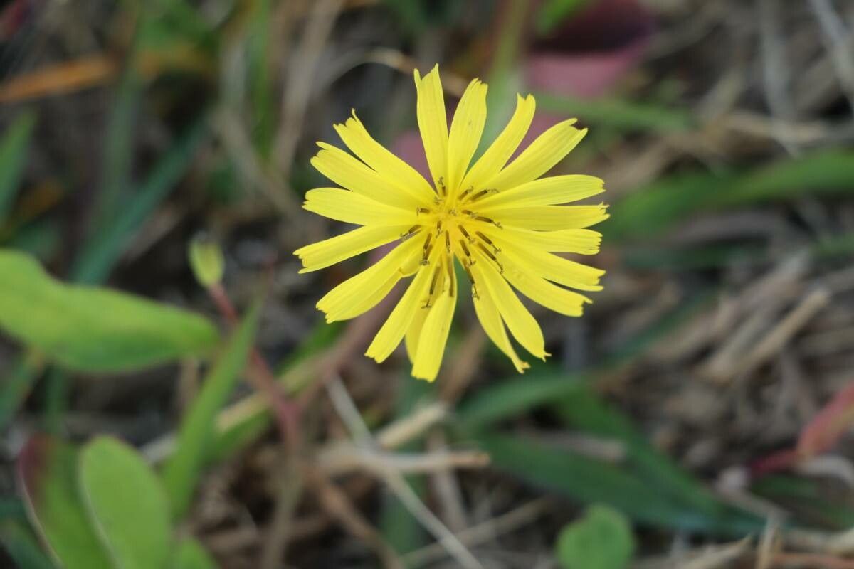 Ixeris japonica — related species from the same genus