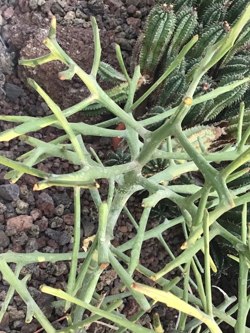 Euphorbia enterophora — houseplant care guide