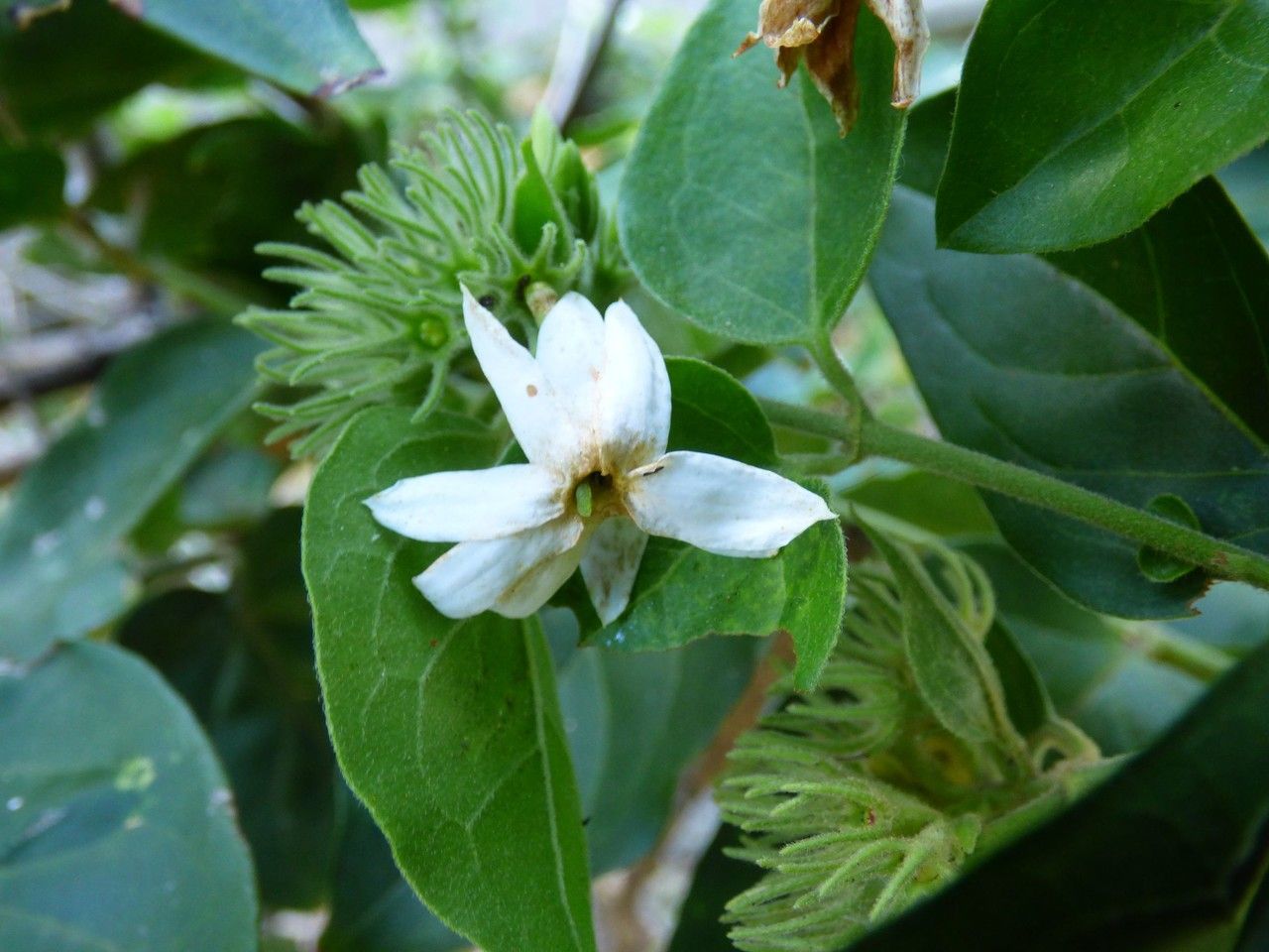 Jasminum auriculatum flower
