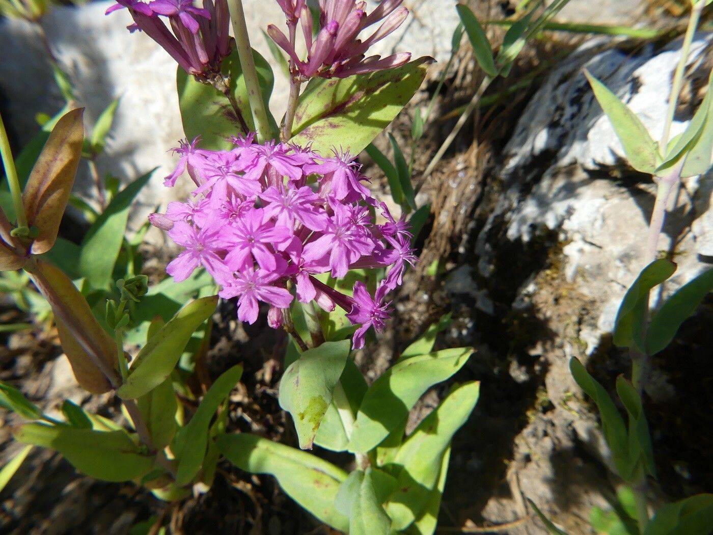Silene compacta other