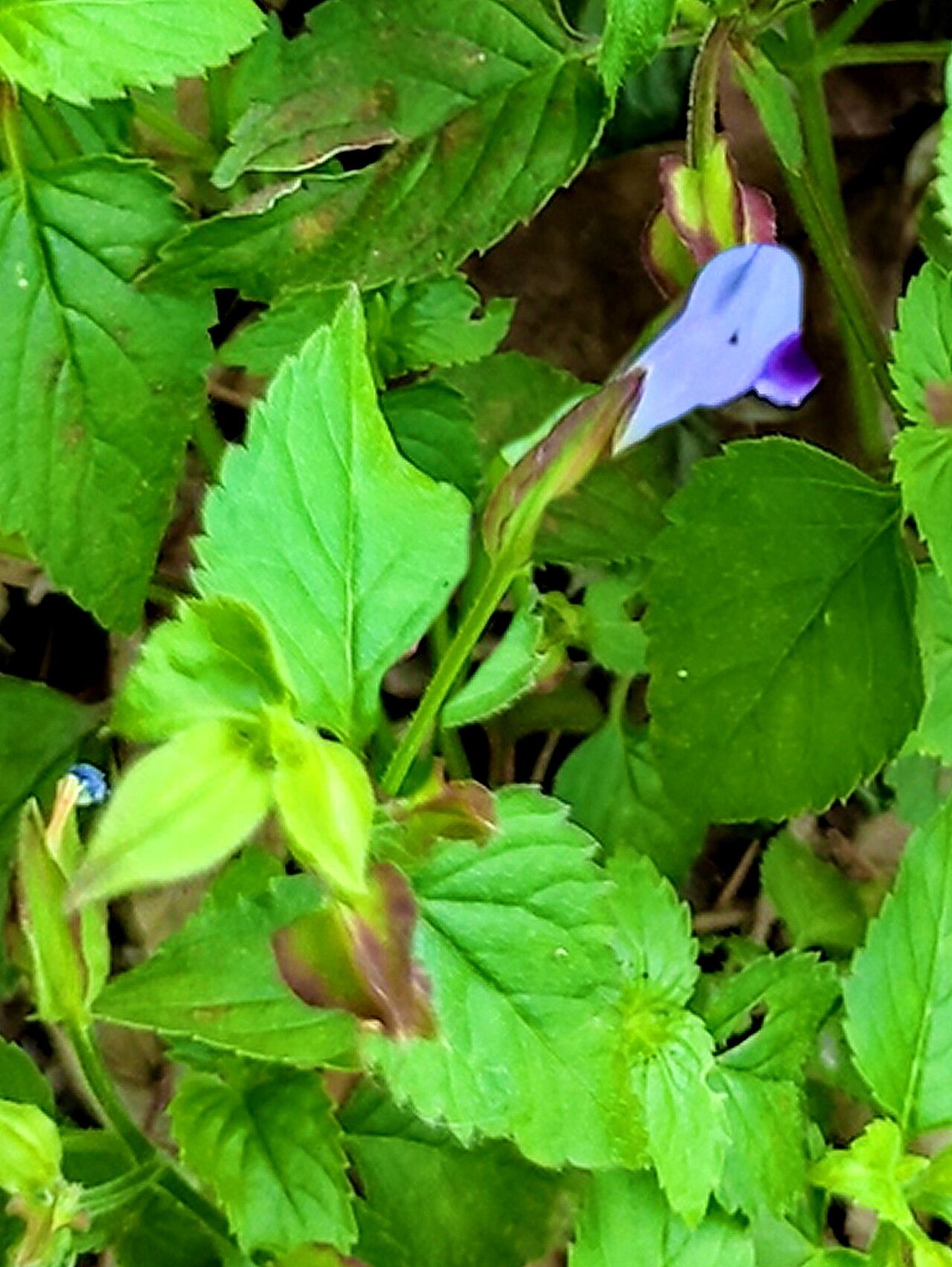 Torenia violacea — search result for 'Torenia'