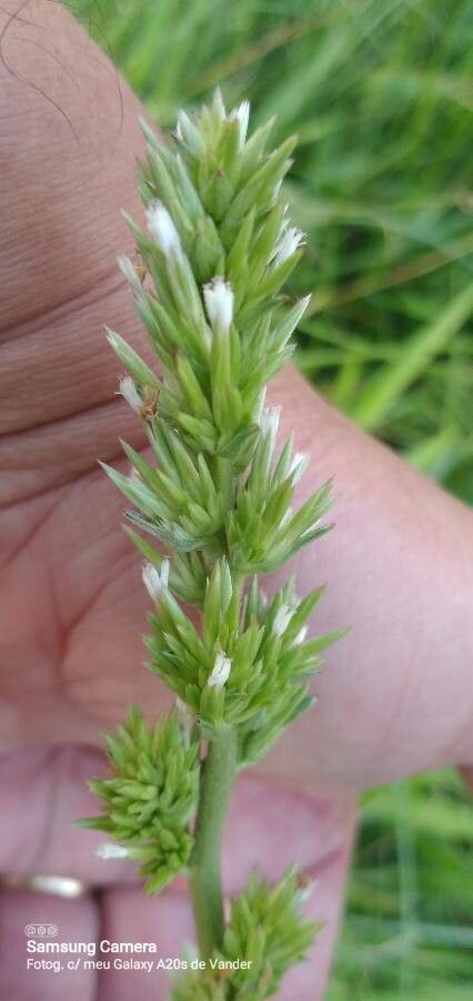Koeleria vallesiana flower