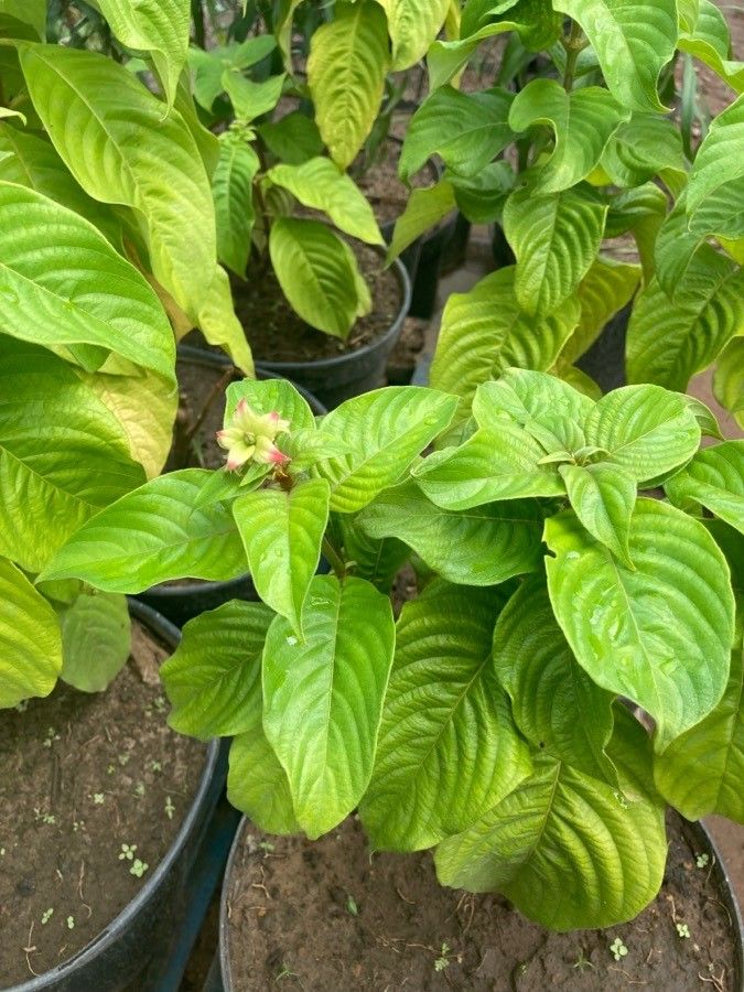 Mussaenda erythrophylla — large blooms houseplant