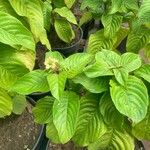 Mussaenda erythrophylla