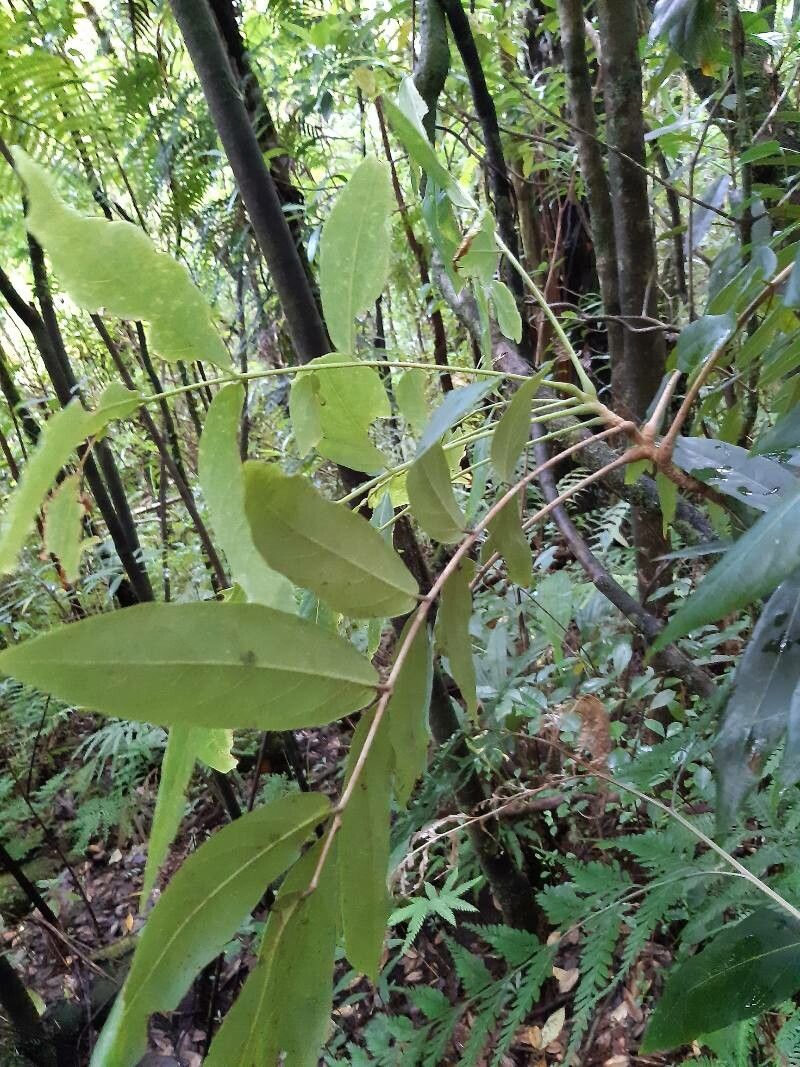Cnestis glabra habit