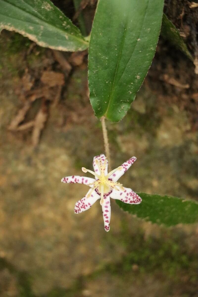 Tricyrtis affinis flower