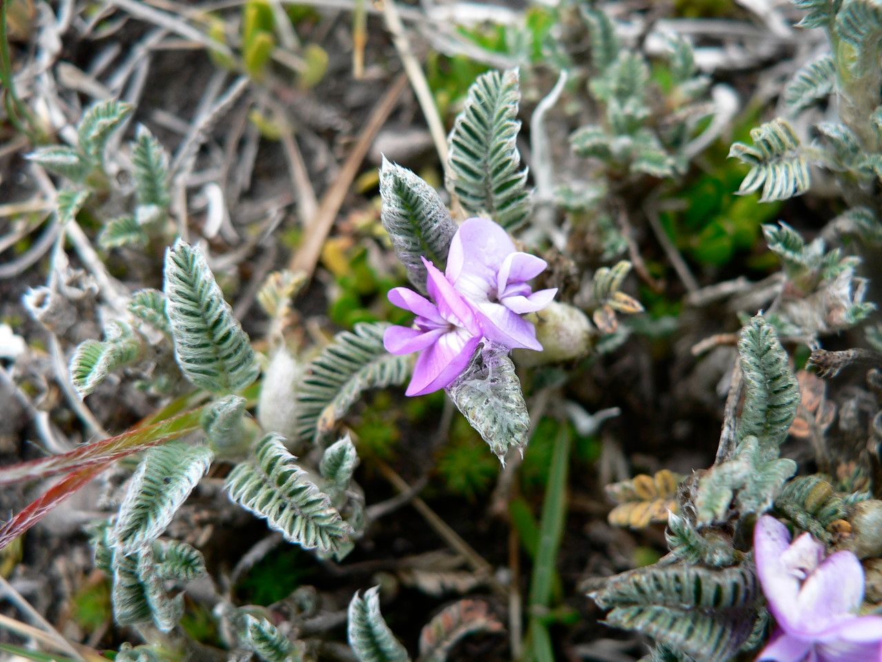 Astragalus geminiflorus flower