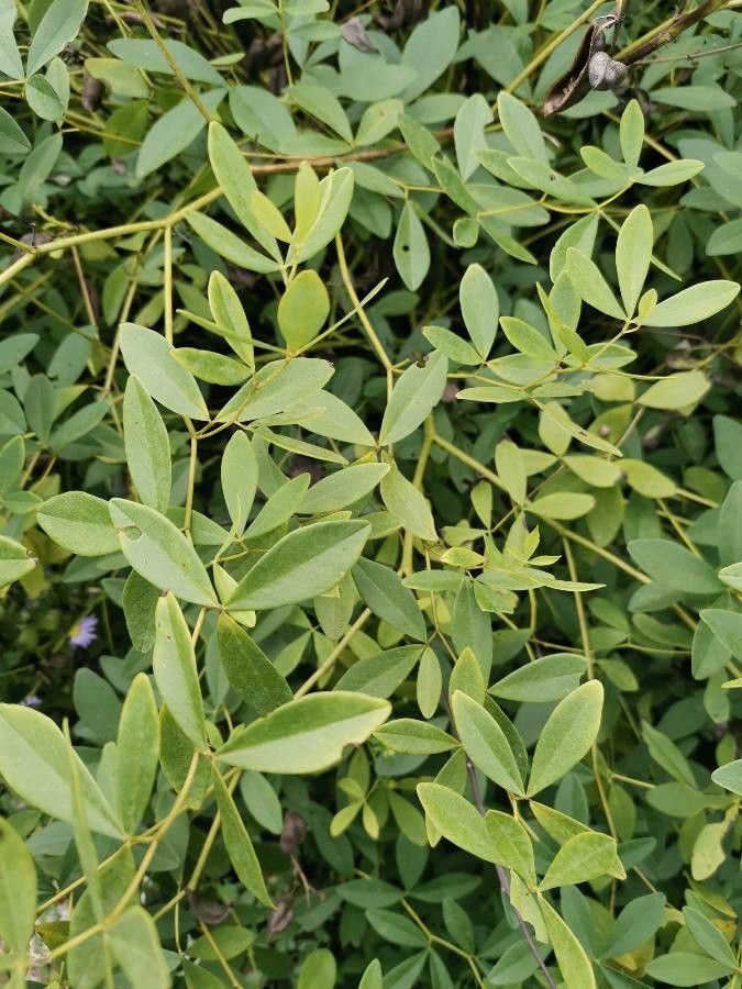 Baptisia bicolor leaf