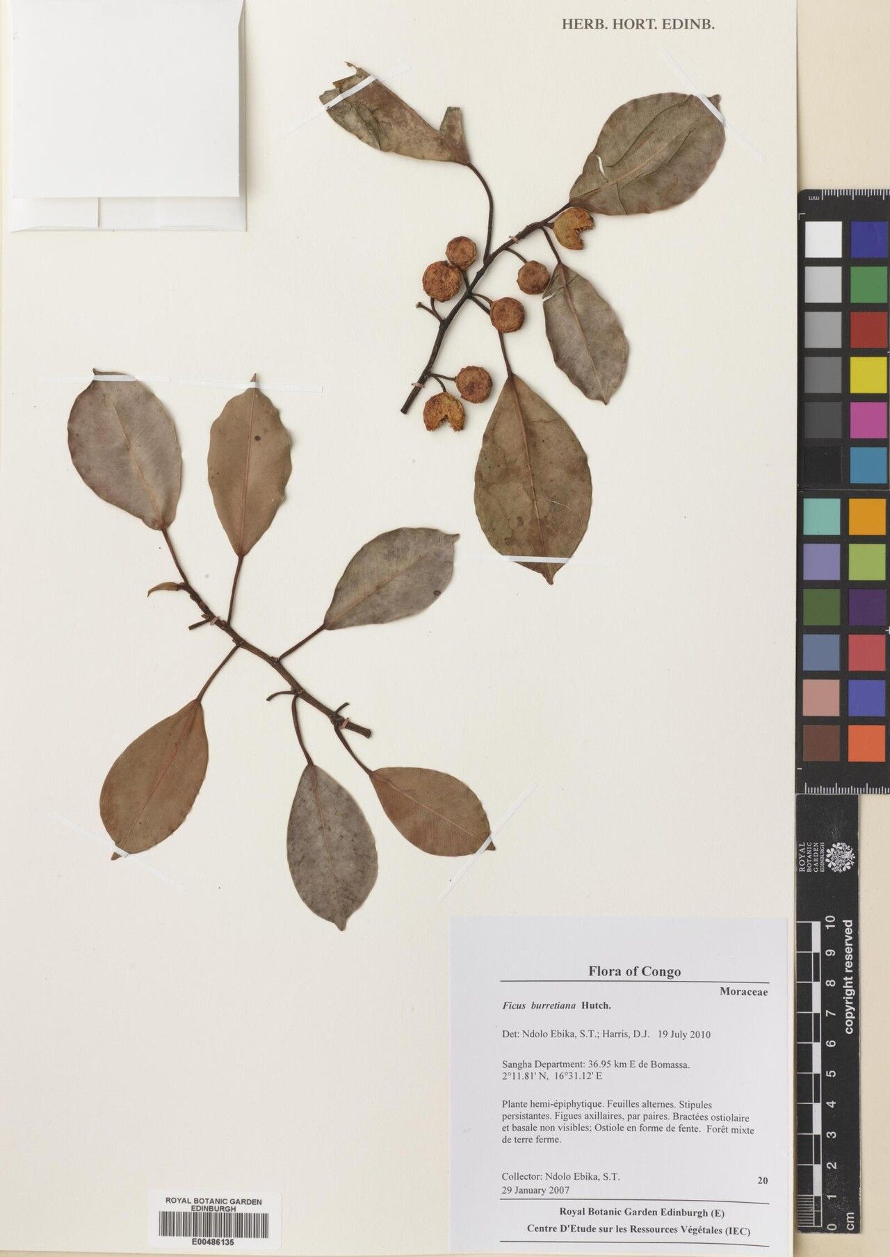 Ficus burretiana — houseplant care guide