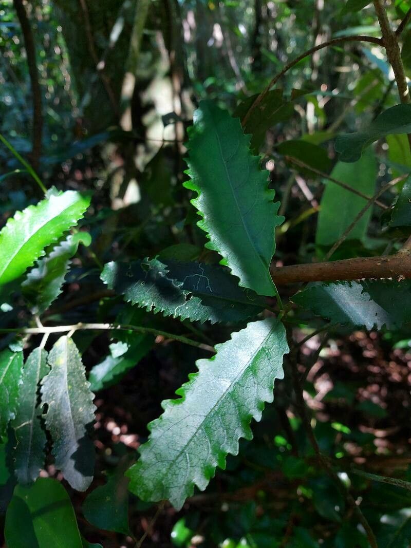 Claoxylon racemiflorum — houseplant care guide