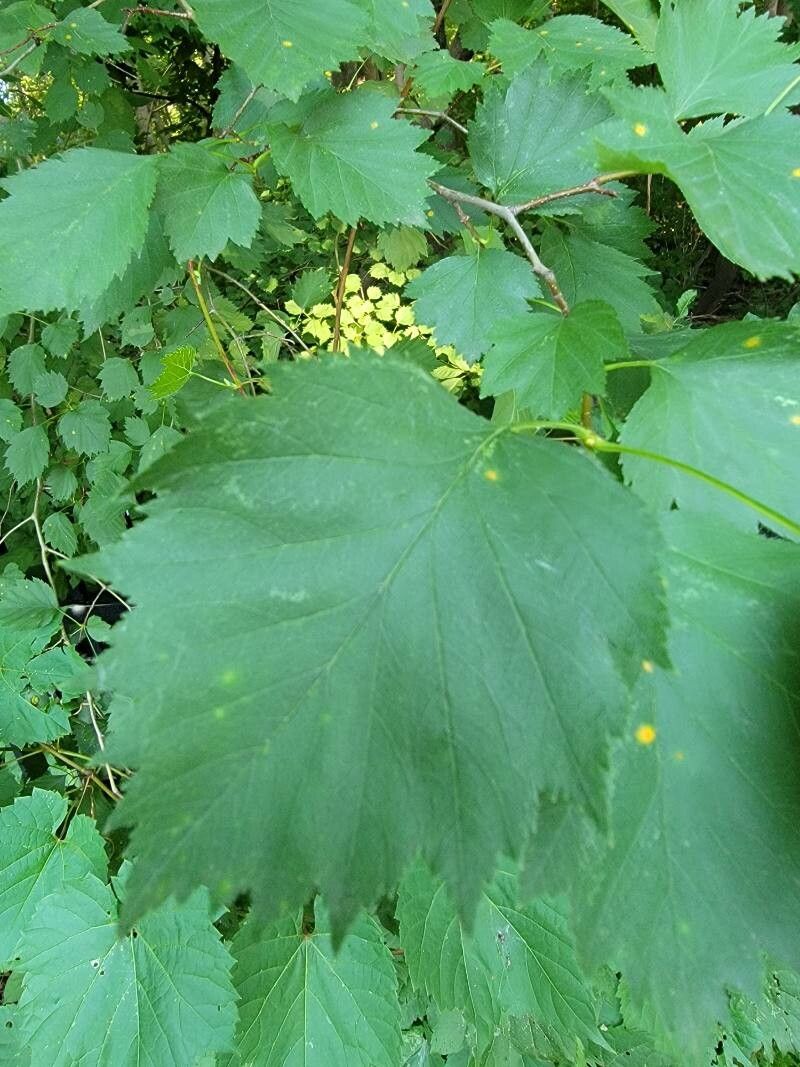 Crataegus canadensis flower