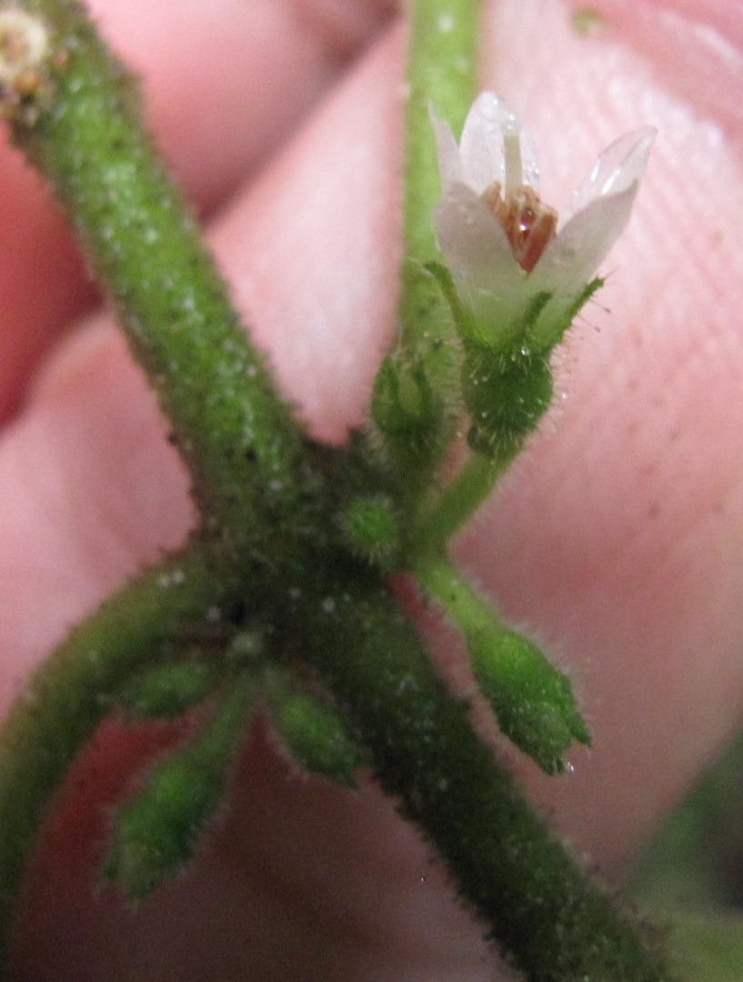 Clidemia davidsei other