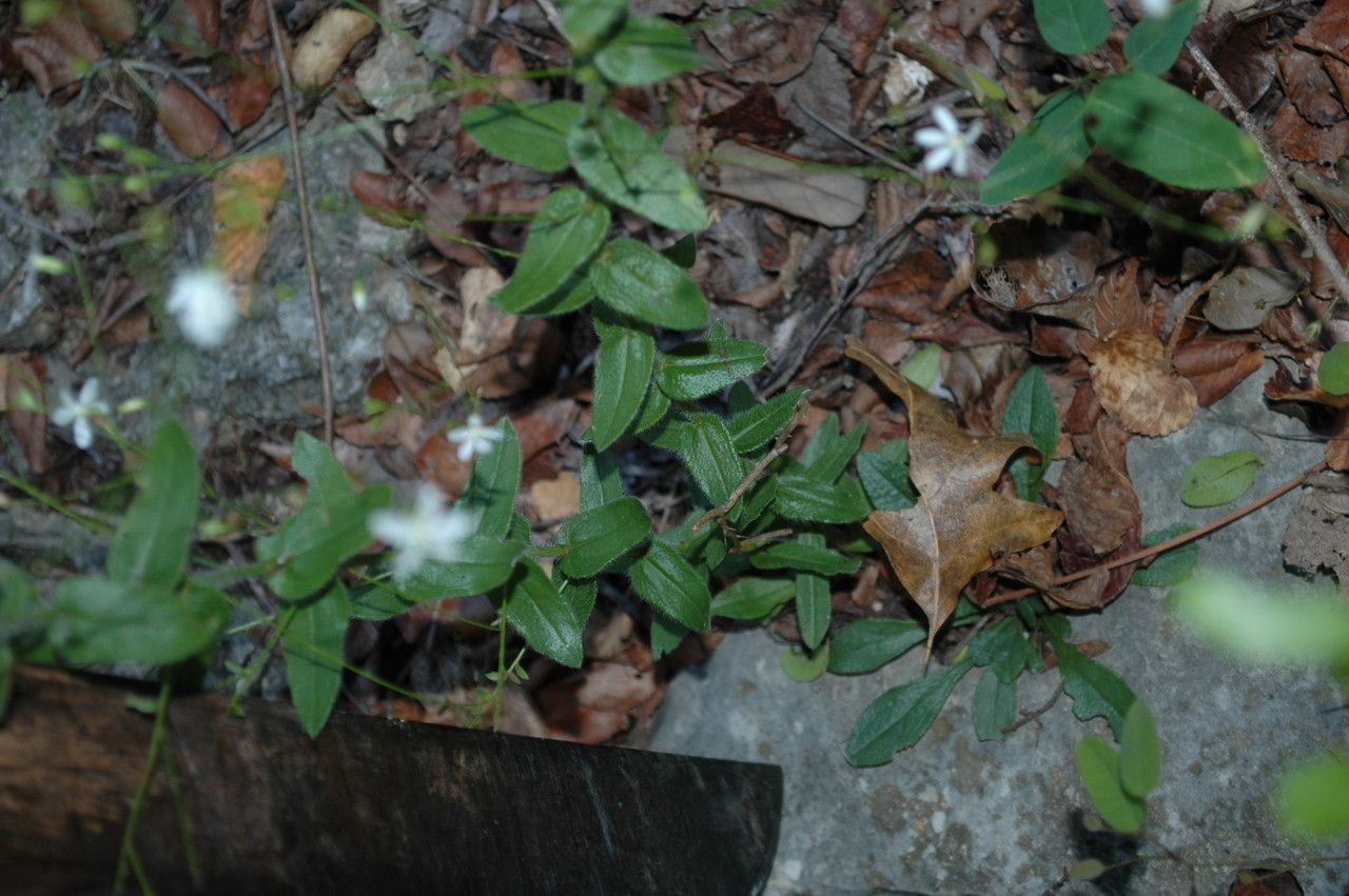 Chaetopappa effusa — related species from the same genus