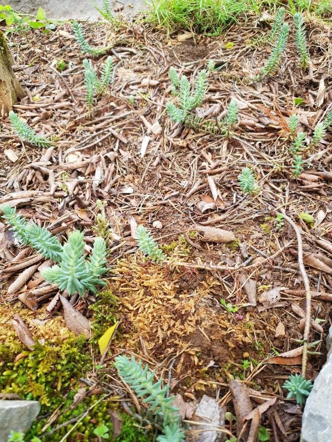 Sedum reflexum flower