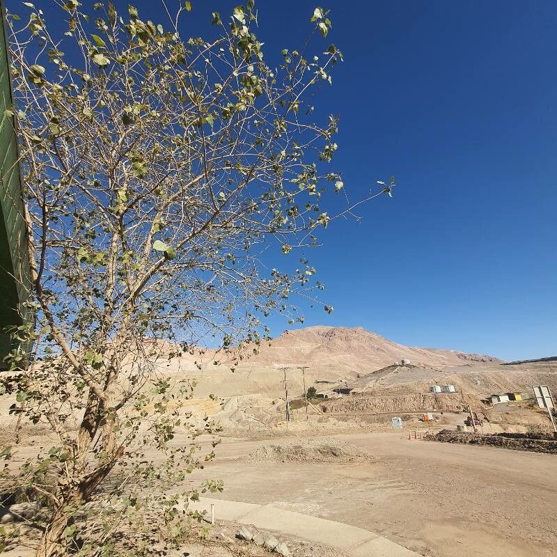 Sterculia rogersii leaf