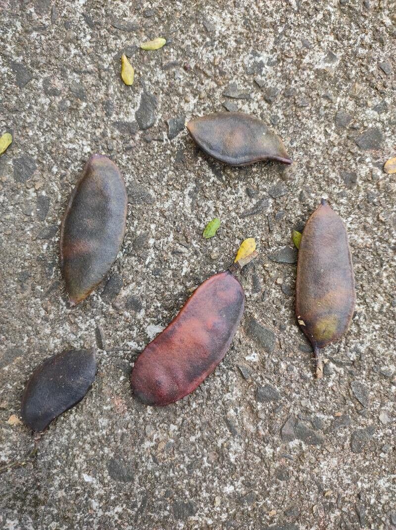 Caesalpinia ferrea fruit