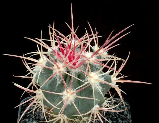 Echinocactus polycephalus habit