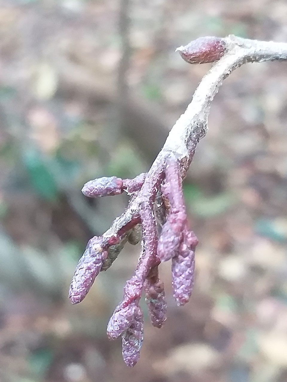 Alnus serrulata flower