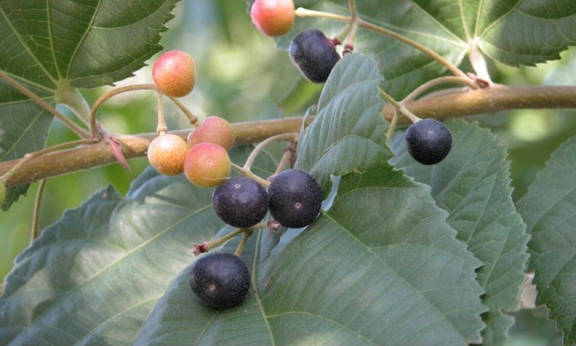 Grewia asiatica fruit
