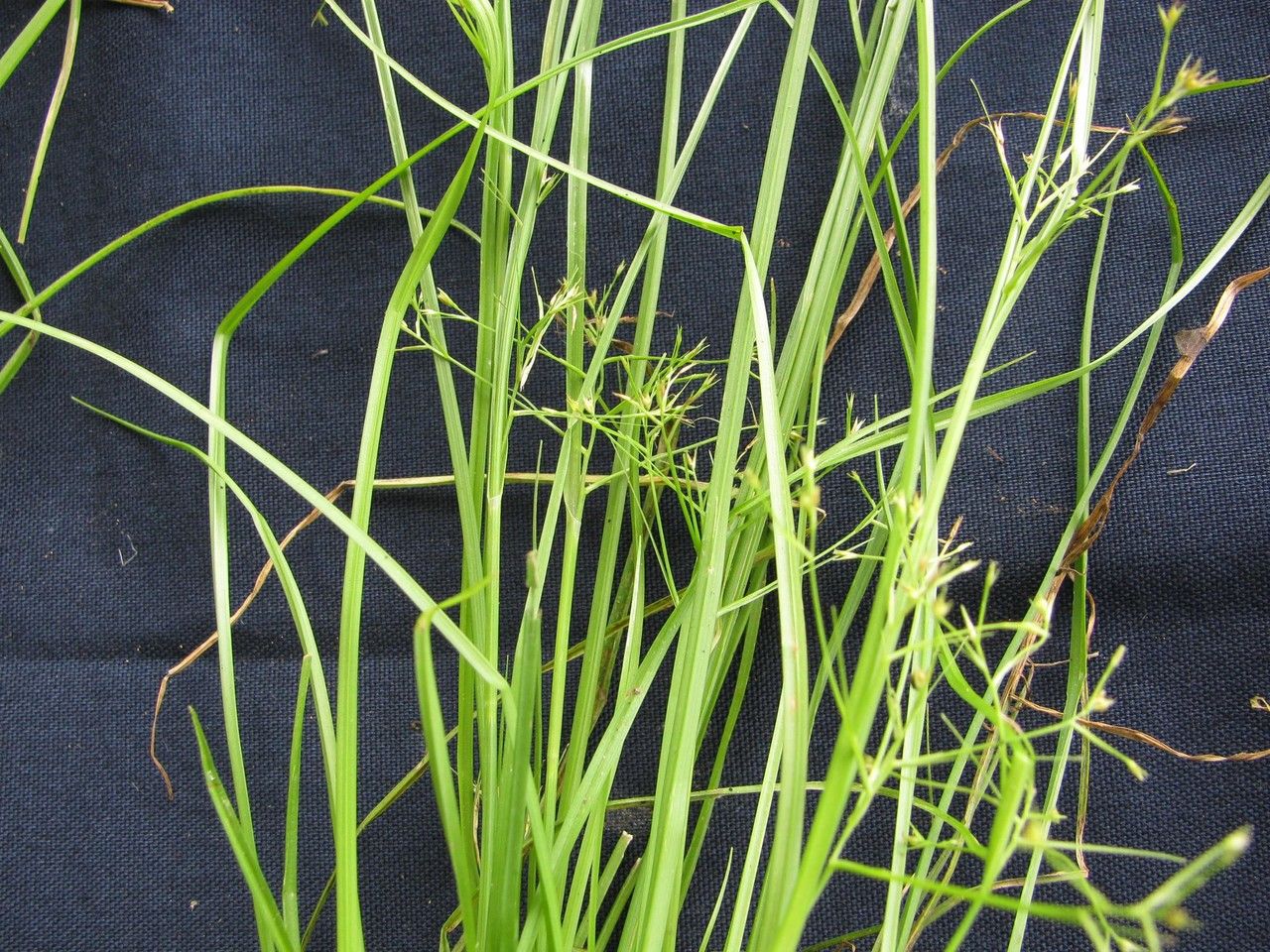 Rhynchospora contracta — houseplant care guide