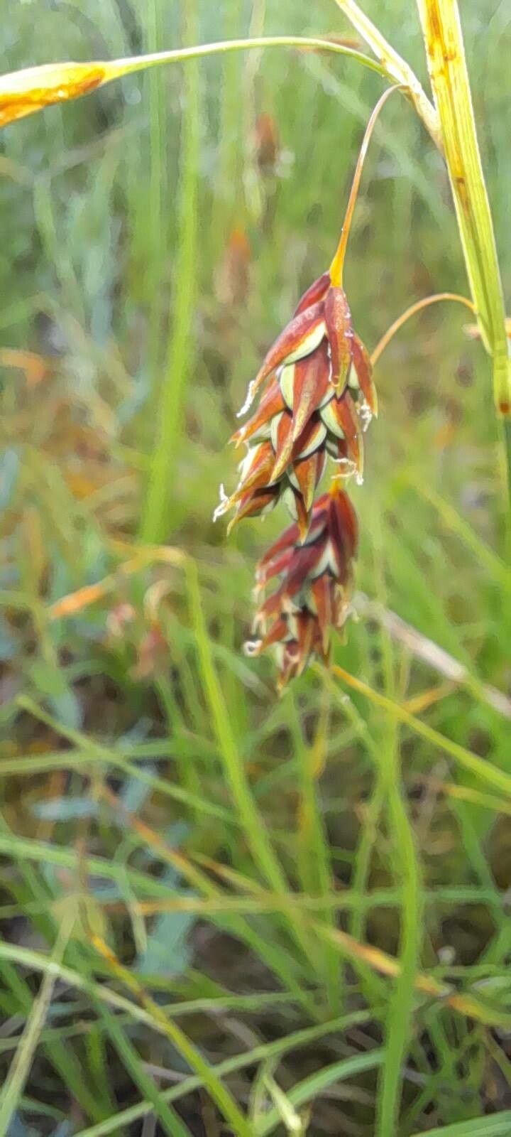 Carex magellanica — houseplant care guide