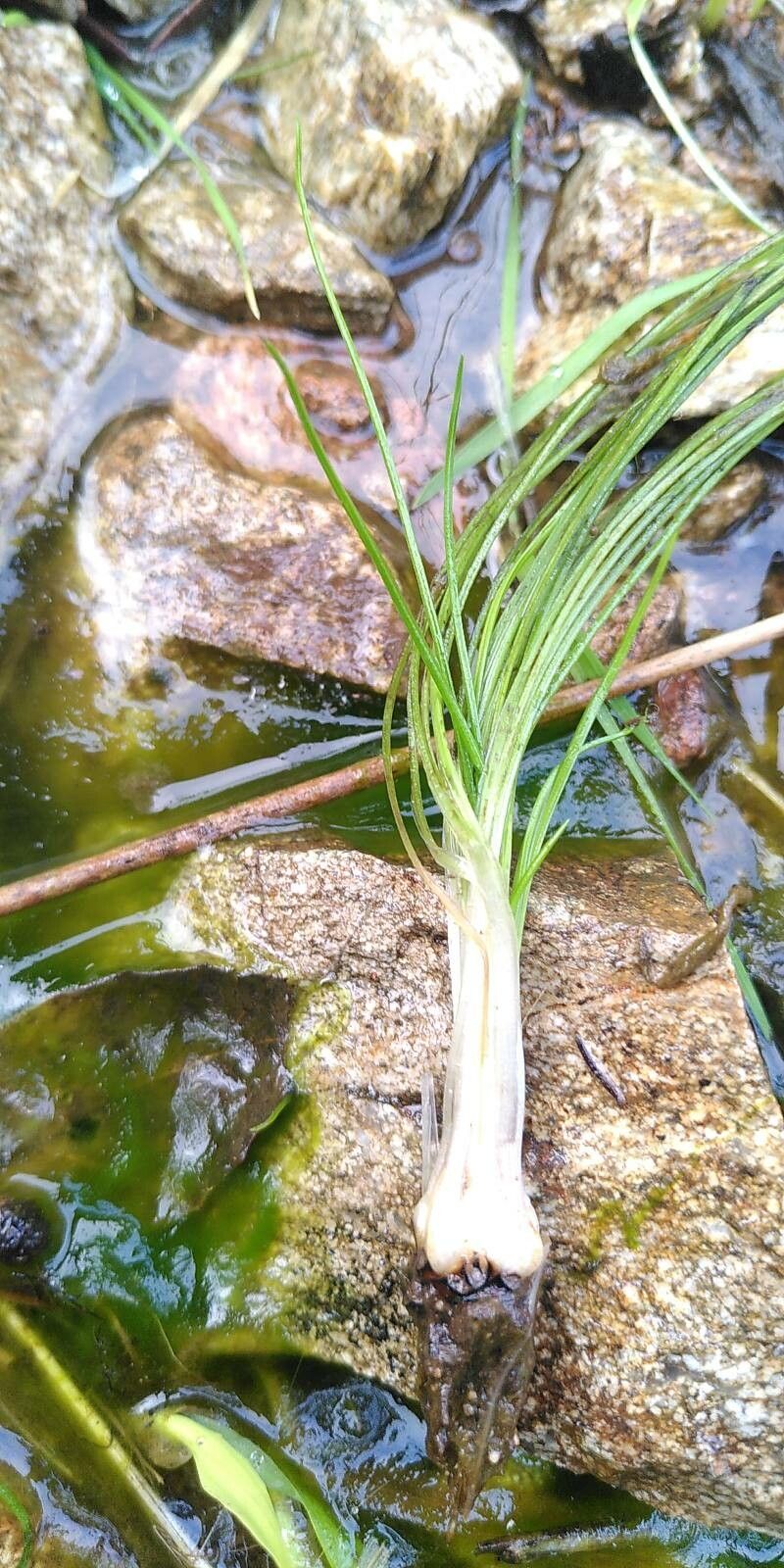Isoetes durieui fruit