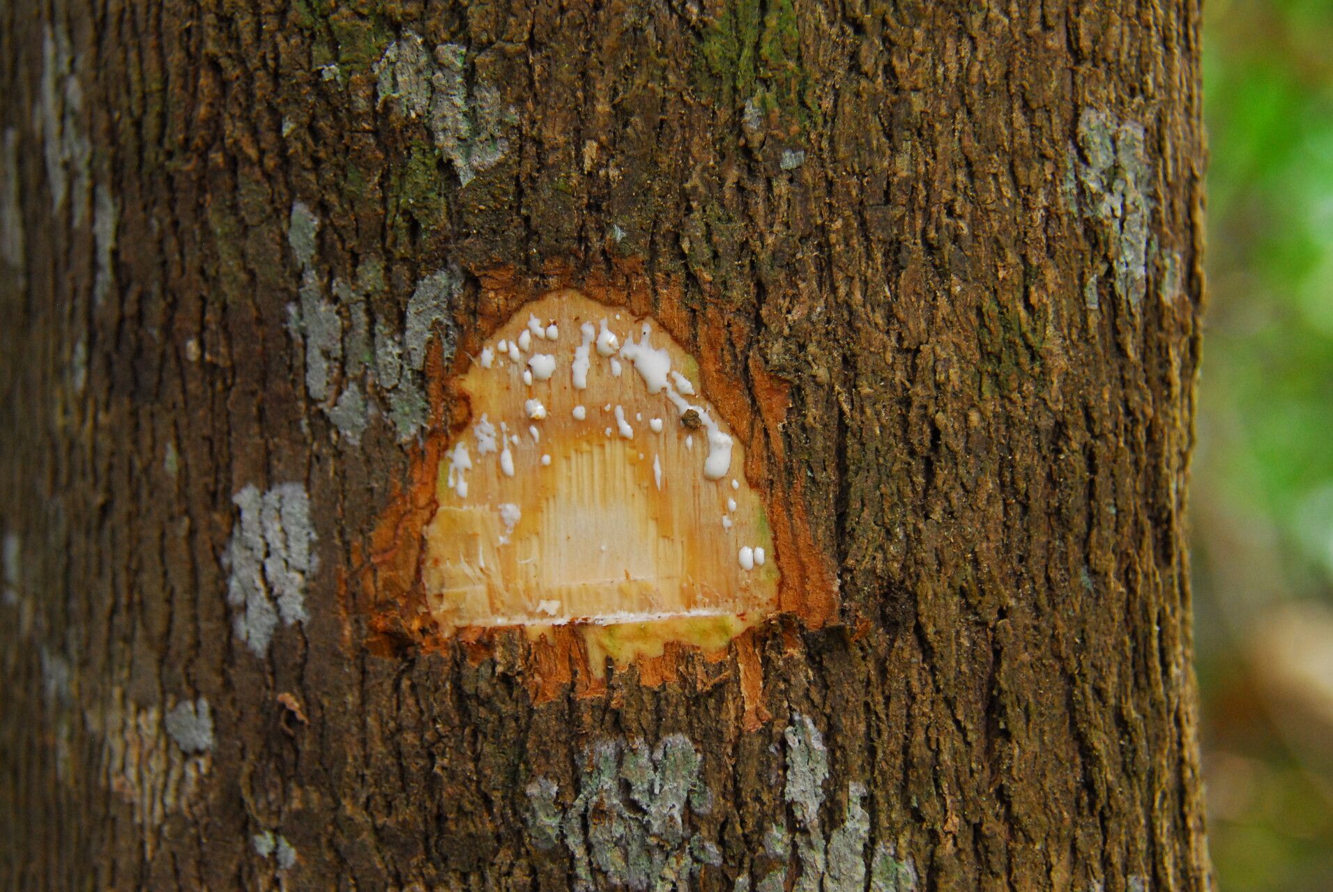 Gymnanthes inopinata bark