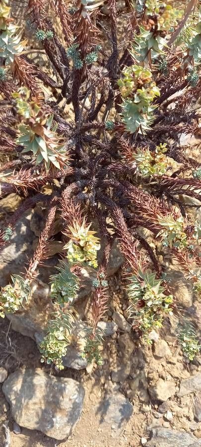 Euphorbia pithyusa — search result for 'Euphorbiaceae'