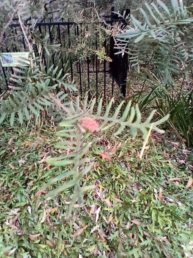 Grevillea caleyi leaf