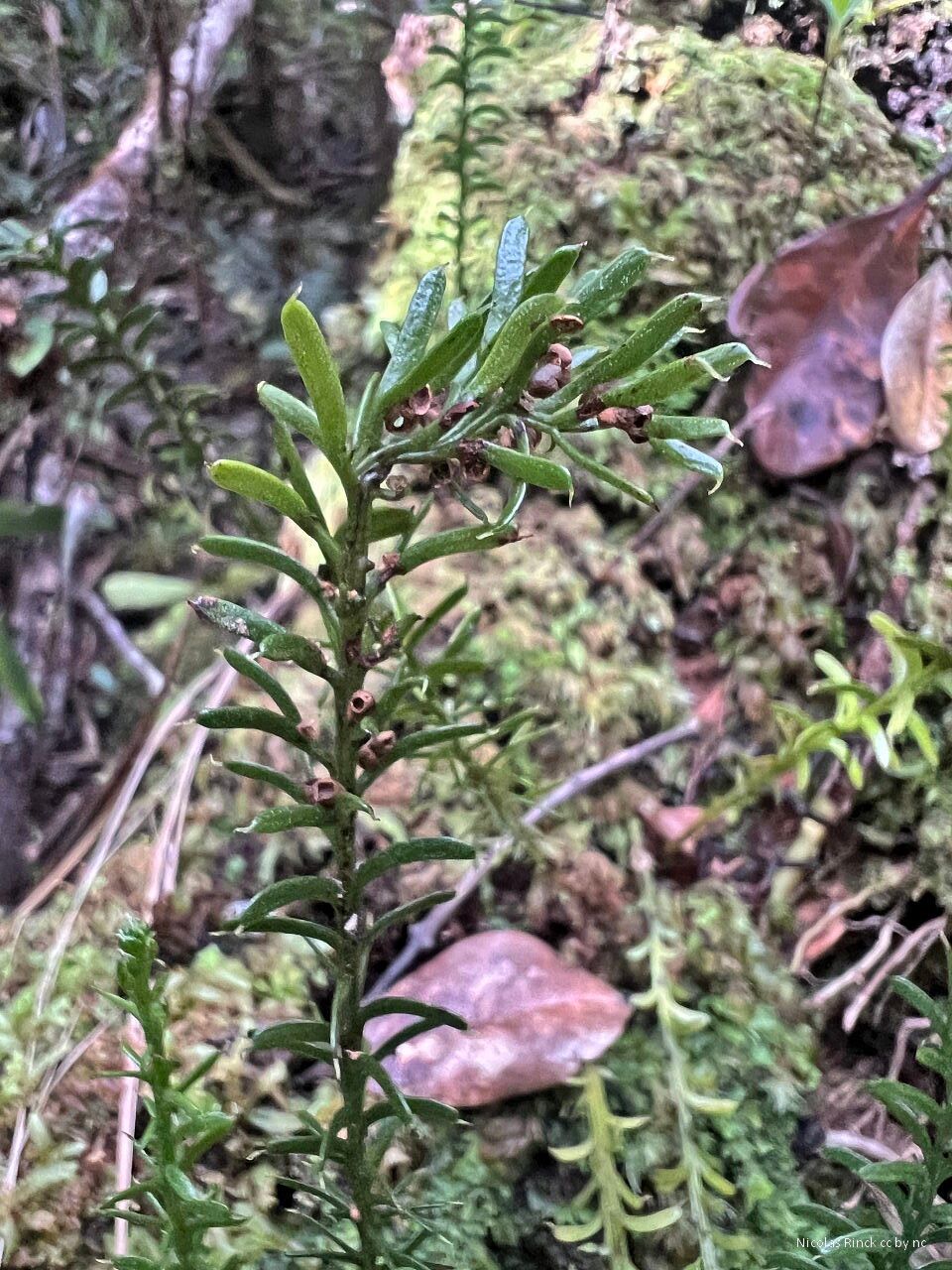 Tmesipteris vieillardii habit